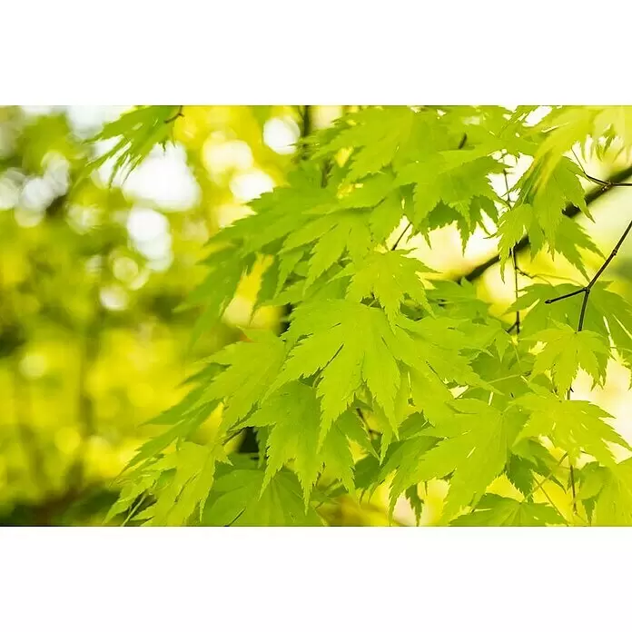 Piardino Fächerahorn - Acer palmatum in Sorten, Topfgröße: 15 cm - Lebendige, tief gelappte hellgrüne Ahornblätter an einem Ast, sanft beleuchtet.