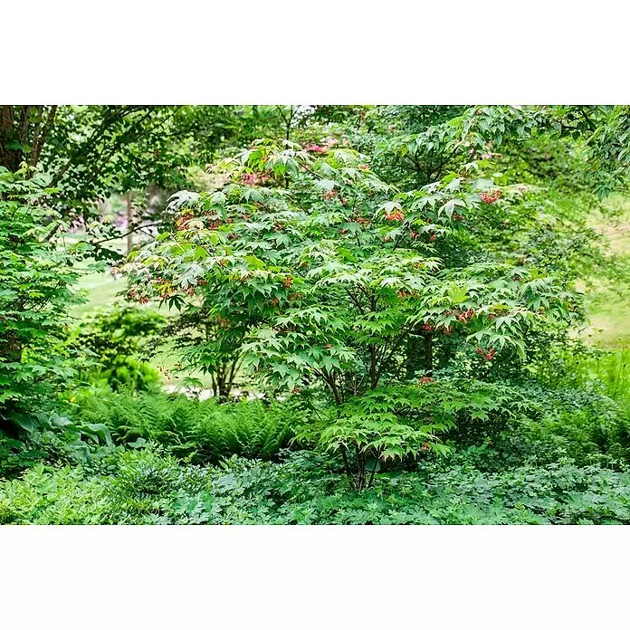 Piardino Fächerahorn - Acer palmatum in Sorten, Topfgröße: 15 cm - Lebhafter grüner japanischer Ahornbaum mit rötlichen Flügelfrüchten in einem üppigen Garten.