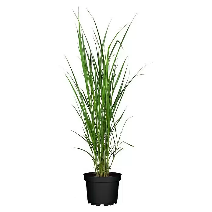 Piardino Garten-Chinaschilf - Miscanthus x giganteus, Topfgröße: 19 cm - Grünes, grasartiges Gewächs in einem schwarzen Plastiktopf, zur Dekoration geeignet.