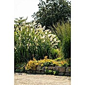 Miscanthus giganteus3
