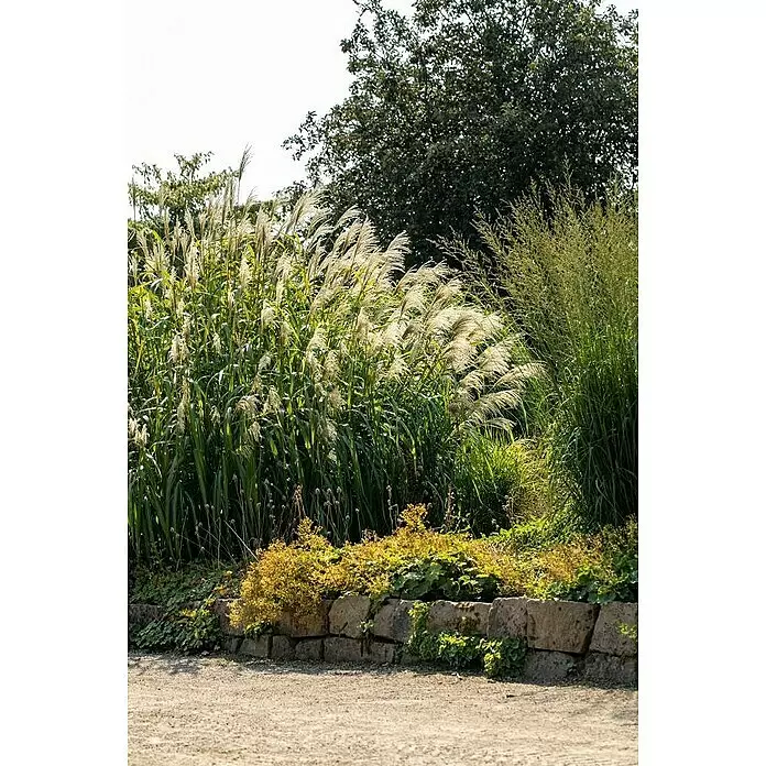 Piardino Garten-Chinaschilf - Miscanthus x giganteus, Topfgröße: 19 cm - Eine Gartenlandschaft mit hohen, fedrigen Ziergräsern, kleineren Pflanzen, einer niedrigen Steinmauer und einem Kiesweg.