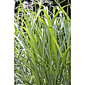 Miscanthus giganteus3