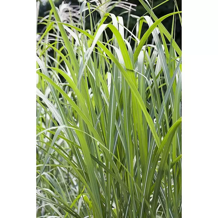 Piardino Garten-Chinaschilf - Miscanthus x giganteus, Topfgröße: 19 cm - Üppiges grünes Ziergras mit deutlichen weißen Streifen, das den Rahmen ausfüllt.