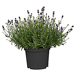 Piardino Lavendel (Lavandula angustifolia 'Felica', Topfgröße: 12 cm, Violettblau)