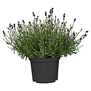 Piardino Lavendel