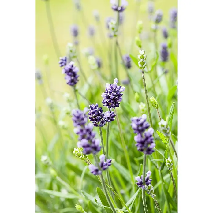 Piardino Lavendel 6er Pack - Lavandula angustifolia, Topfgröße: 9 cm, Lavendelblau - Nahaufnahme von Lavendelblüten in voller Blüte, die ihre violette Farbe und filigrane Blütenstände zeigen.