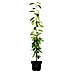 Piardino Bio Obstbaum 