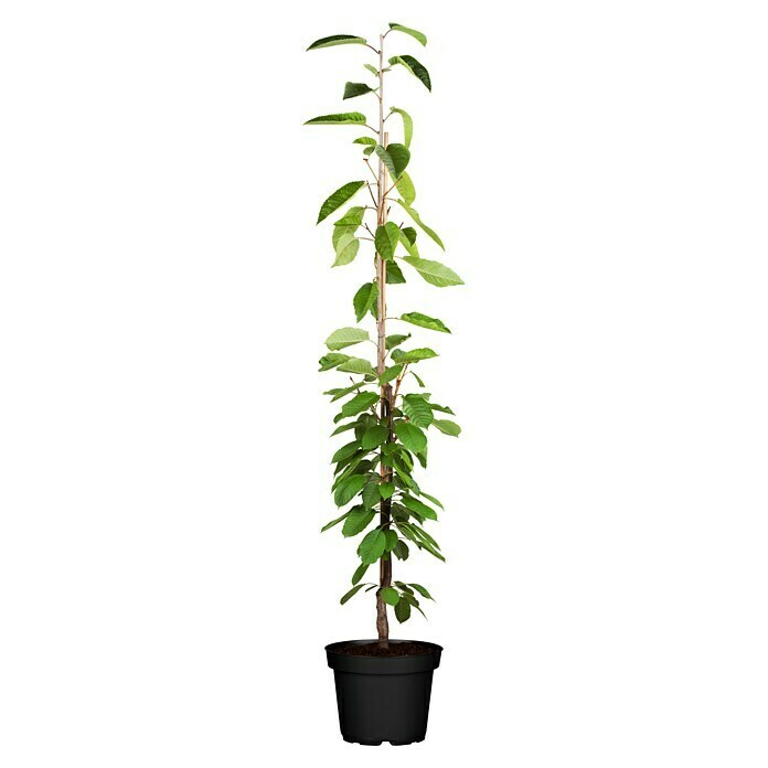 Saeulenobt 12