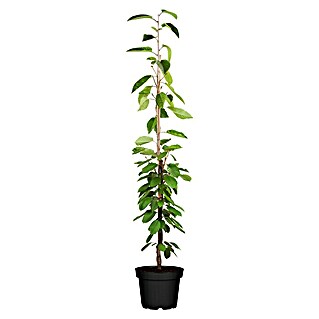 Piardino Bio Obstbaum (Zwergobst verschiedene Sorten, Topfgröße: 26 cm)