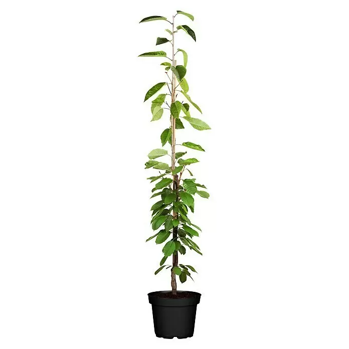 Piardino Bio Obstbaum - Zwergobst verschiedene Sorten, Topfgröße: 26 cm - Eine kleine Topfpflanze mit grünen Blättern und braunem Stiel in einem schwarzen Topf.