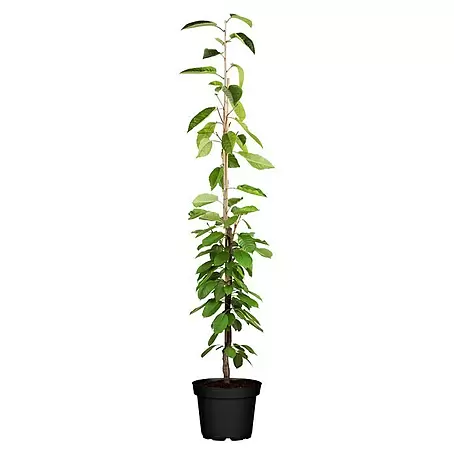 Piardino Bio Obstbaum