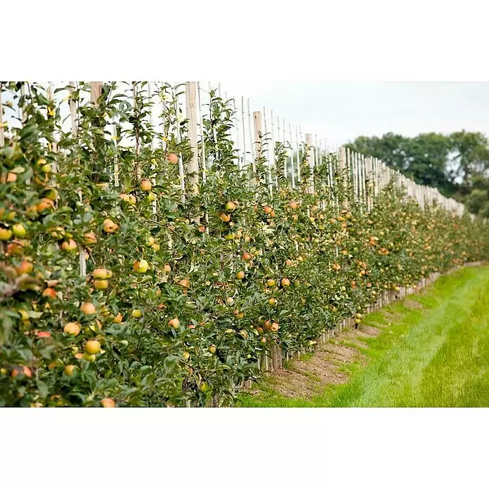 Piardino Bio Obstbaum - Zwergobst verschiedene Sorten, Topfgröße: 26 cm - Reihen von Apfelbäumen voller reifender Äpfel in einem Obstgarten, mit einem Grasweg.