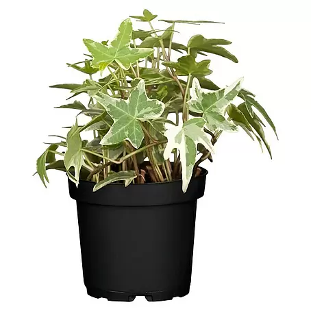 Piardino  Efeu 'Glacier'