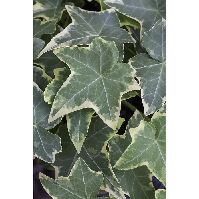 Piardino Efeu 'Glacier' - Hedera helix 'Glacier', Grün/Gelb - Nahaufnahme von grünen und weißen Efeu-Blättern, die eine dekorative und natürliche Schönheit zeigen.