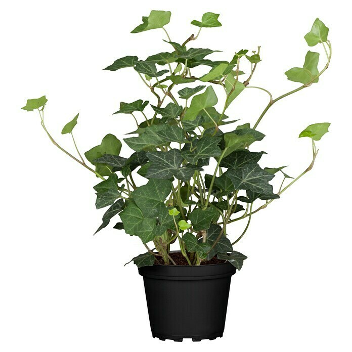 Hedera helix 10 gruenlaubig