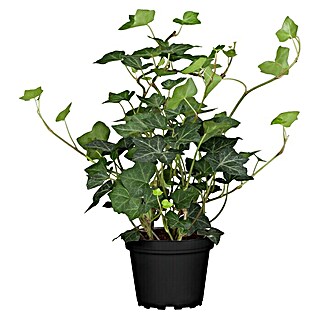 Piardino Efeu grünlaubig (Hedera helix, Grün/Gelb)