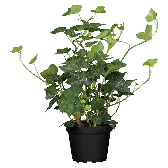 Piardino Efeu grünlaubig - Hedera helix, Grün/Gelb - Eine grüne Efeu-Pflanze in einem schwarzen Topf, die üppig und lebendig aussieht und ihre dekorativen Blätter zeigt.