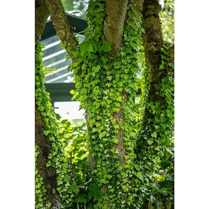 Piardino Efeu grünlaubig - Hedera helix, Grün/Gelb - Drei Baumstämme umrankt mit dichtem, grünem Efeu, der die Struktur des Baumes hervorhebt und eine natürliche Textur erzeugt.
