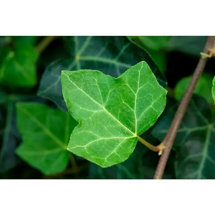 Piardino Efeu grünlaubig - Hedera helix, Grün/Gelb - Nahaufnahme eines grünen Efeublatts mit sichtbaren Blattadern, das an einem Stiel befestigt ist, umgeben von anderen Blättern.