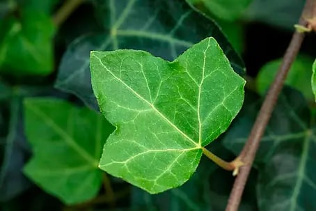 Piardino Efeu grnlaubig - Hedera helix, Grn/Gelb online kaufen bei BAUHAUS