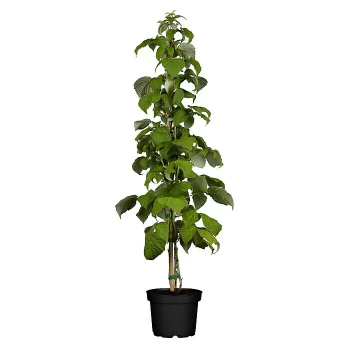 Piardino Himbeere - Rubus idaeus 'Schönemann', Topfgröße: 17 cm, Erntezeit: August - Junge Topf-Himbeerpflanze mit grünen Blättern, gestützt von Bambusstäben in einem schwarzen Topf.