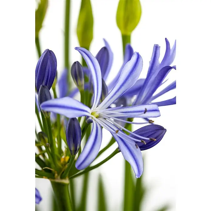 Piardino Staude Schmucklilie - Agapanthus africanus - Nahaufnahme von blauen Agapanthus-Blüten mit weißen Streifen, die ihre zarte Schönheit und einzigartigen Details hervorheben.