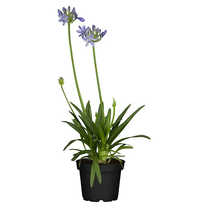 Piardino Staude Schmucklilie - Agapanthus africanus - Diese Aufnahme zeigt eine blühende Schmucklilie in einem schwarzen Topf, die Eleganz und Frische in jeden Raum bringt.