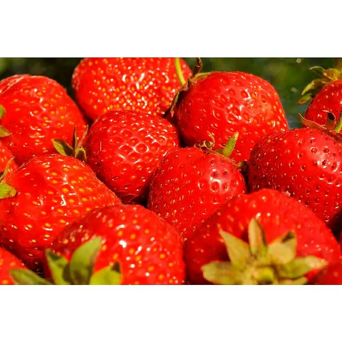 Piardino Erdbeere - Fragaria x ananassa 'Senga ® Sengana ®', Topfgröße: 11 cm, Erntezeit: Juni - Nahaufnahme von einer Gruppe saftiger, roter Erdbeeren mit grünen Stielen, die ihre Frische und Süße hervorhebt.