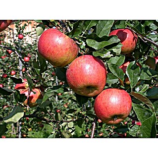 Piardino Apfelbaum (Malus domestica Topaz, Erntezeit: September)