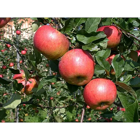 Piardino  Apfelbaum