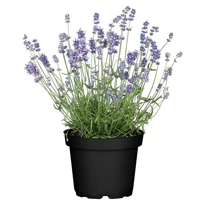 Piardino Lavendel mini - Lavandula angustifolia, Topfgröße: 6 cm, Violett - Eine lebendige Lavendelpflanze mit lila Blüten und grünen Blättern in einem schwarzen Plastiktopf.