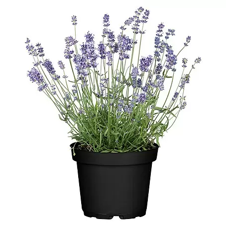 Piardino  Lavendel mini