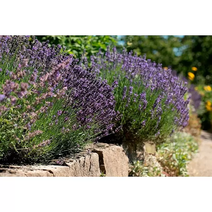 Piardino Lavendel mini - Lavandula angustifolia, Topfgröße: 6 cm, Violett - Üppige lila Lavendelbüsche blühen entlang einer rustikalen Steinmauer im Sonnenlicht.