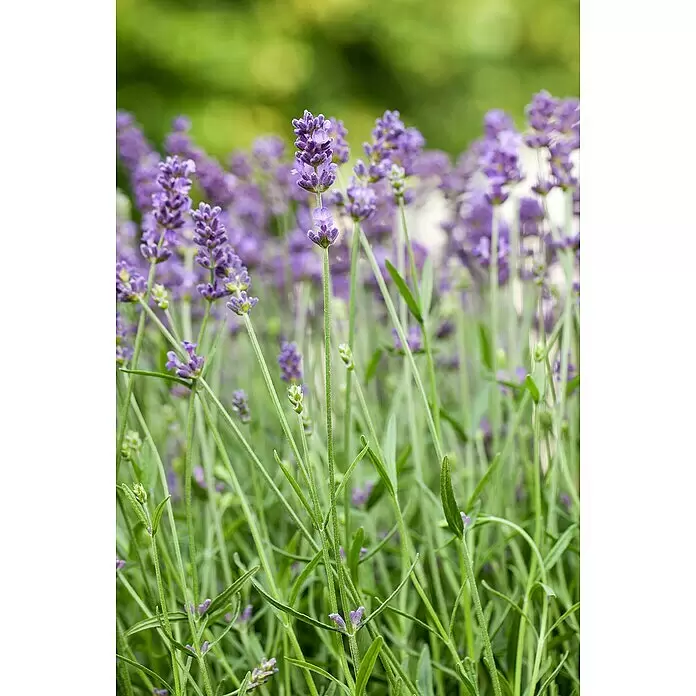 Piardino Lavendel mini - Lavandula angustifolia, Topfgröße: 6 cm, Violett - Nahaufnahme von leuchtend violetten Lavendelblüten mit grünen Stielen.