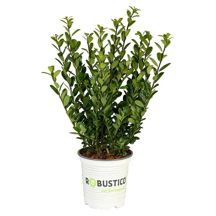 Piardino Portugiesische Lorbeerkirsche (Prunus lusitanica 'Angustifolia',  Aktuelle Wuchshhe: 30 cm - 40 cm) | BAUHAUS