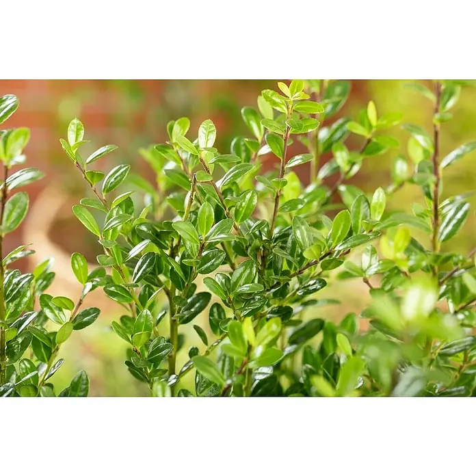 Japan-Stechpalme KugelIlex crenata 'Robustico', Topfgröße: 23 cm - Nahaufnahme einer Gruppe grüner Sträucher, die ihre frischen Blätter in einer ruhigen Gartenszene präsentieren.