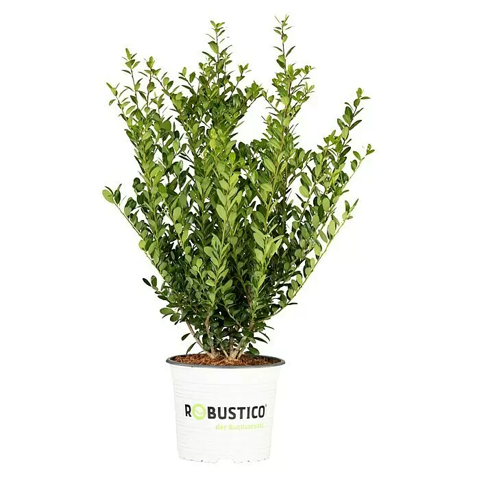 Japan-Stechpalme KugelIlex crenata 'Robustico', Topfgröße: 23 cm