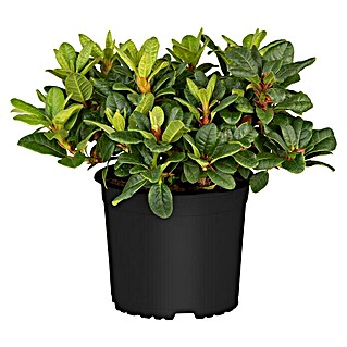 Piardino Japanische Azalee (Rhododendron japonica Evergreen, Topfgröße: 23 cm, Rot)