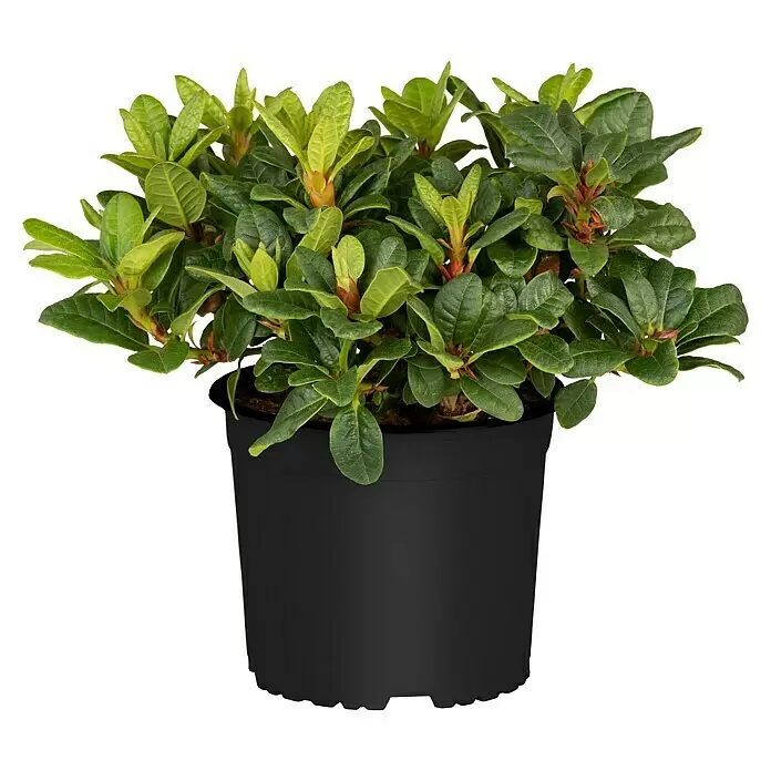 Piardino Japanische Azalee - Rhododendron japonica Evergreen, Topfgröße: 23 cm, Rot - Grüne Blattpflanze in einem runden schwarzen Topf.