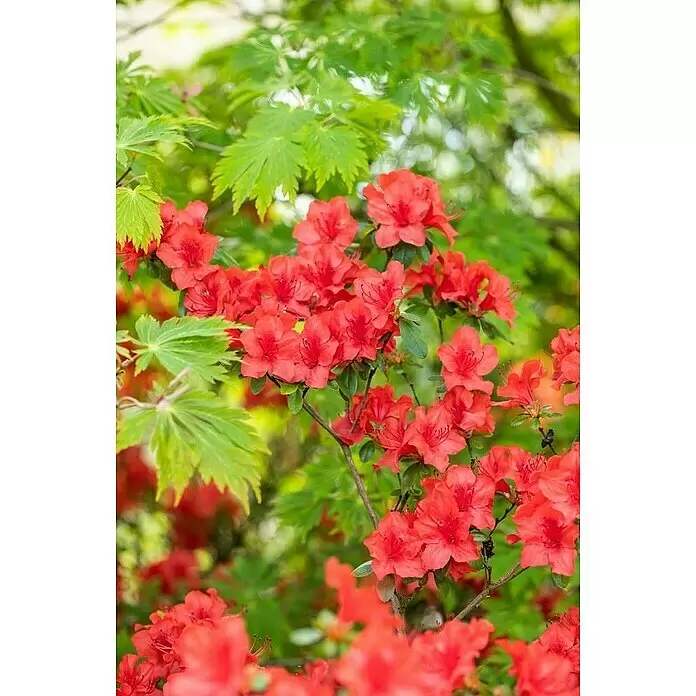 Piardino Japanische Azalee - Rhododendron japonica Evergreen, Topfgröße: 23 cm, Rot - Leuchtend rote Azaleenblüten, die an einem Busch mit frischen grünen Blättern blühen.