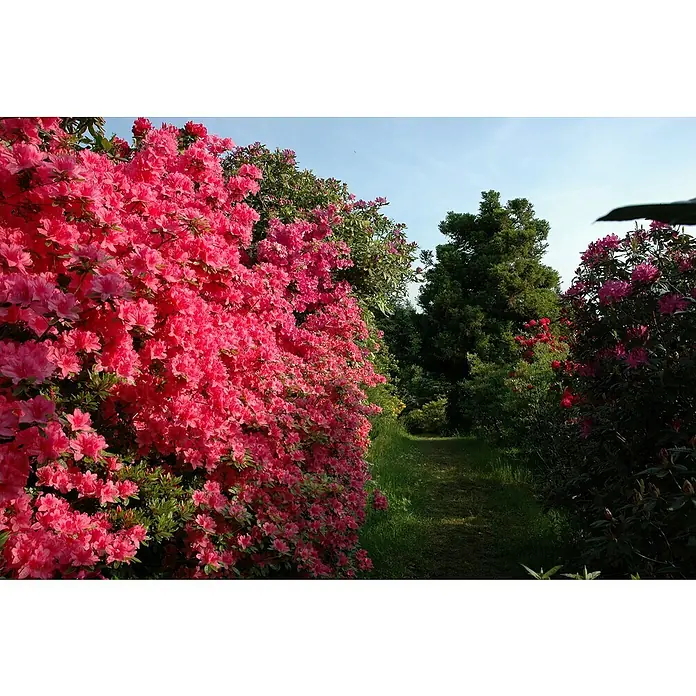 Piardino Japanische Azalee - Rhododendron japonica Evergreen, Topfgröße: 23 cm, Rot - Ein malerischer Pfad schlängelt sich durch einen Garten voller blühender Rhododendren in leuchtendem Pink und Grün.