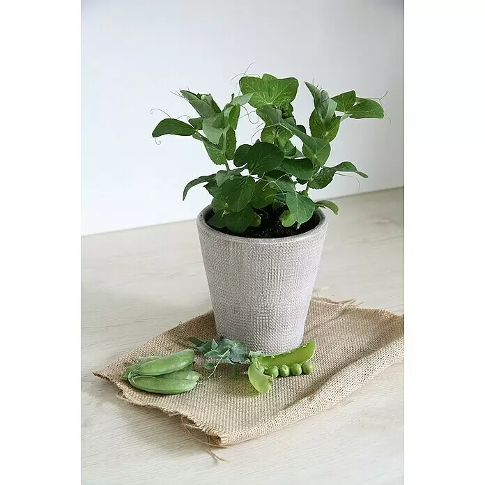 Blu Bio Erbsenpflanze - Pisum sativum, 12 cm, Erntezeit: August - Stimmungsaufnahme