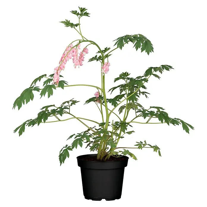 Piardino Tränendes Herz - Dicentra spectabilis, Topfgröße: 12 cm, Rosa - Eine rosa Tränendes Herz Pflanze in einem schwarzen Topf, mit ihren zarten Blüten, die einen Hauch von Farbe verleihen.