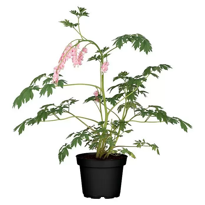 Piardino Tränendes HerzDicentra spectabilis, Topfgröße: 12 cm, Rosa