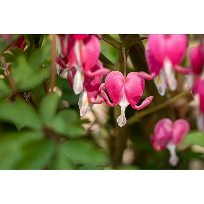Piardino Tränendes HerzDicentra spectabilis, Topfgröße: 12 cm, Rosa - Nahaufnahme von rosafarbenen Tränenden Herzen mit weißen Spitzen, die an einem Stiel hängen und von grünen Blättern umgeben sind.