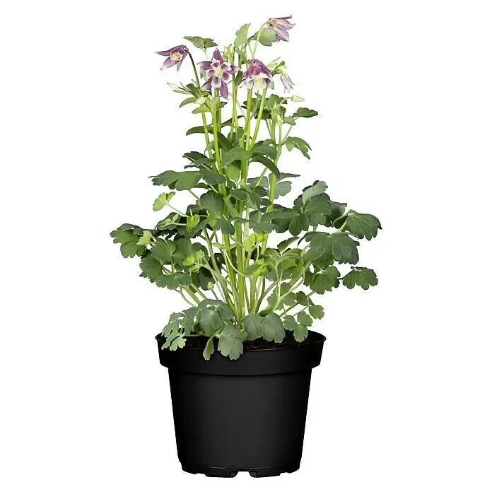 Piardino Akelei - Aquilegia caerulea, Topfgröße: 13 cm, sortenabhängig - Vorderansicht