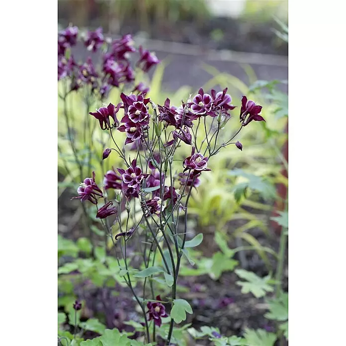 Piardino Akelei - Aquilegia caerulea, Topfgröße: 13 cm, sortenabhängig - Stimmungsaufnahme