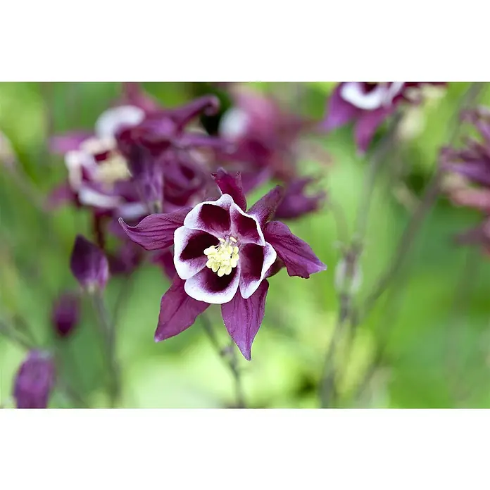 Piardino Akelei - Aquilegia caerulea, Topfgröße: 13 cm, sortenabhängig - Nahaufnahme einer purpurfarbenen Akelei-Blume mit weißem Rand und gelben Staubgefäßen vor grünem Hintergrund.