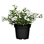 Solanum jasminoides 12 weiss