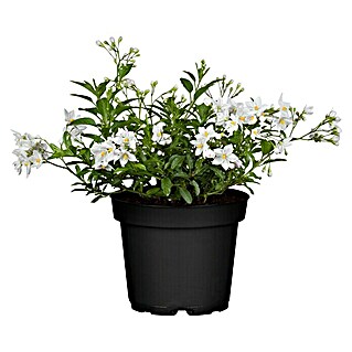 Piardino Jasminblütiger Nachtschatten (Solanum jasminoides, Weiß, Topfgröße: 12 cm)